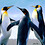 Sudarshan_Reddy